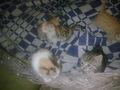 Minka und die 5 Katzenbabys.....  44399234