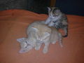 Minka und die 5 Katzenbabys.....  44970346