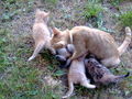 Minka und die 5 Katzenbabys.....  44970414