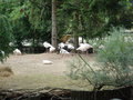 TiErPaRk HaAg 24515775