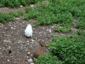 TiErPaRk HaAg 24515839