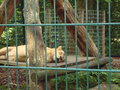 TiErPaRk HaAg 24515965