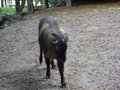 TiErPaRk HaAg 24516123