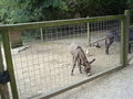 TiErPaRk HaAg 24516488