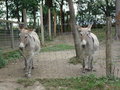 TiErPaRk HaAg 24517299