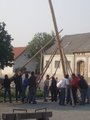 Maibaum aufstellen 19011664