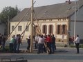 Maibaum aufstellen 19011687