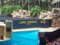 LorO ParQuE Teneriffa 46666962