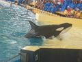 LorO ParQuE Teneriffa 46667512