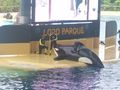 LorO ParQuE Teneriffa 46667601