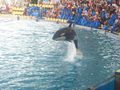 LorO ParQuE Teneriffa 46667631