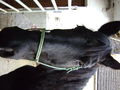 my horse 51144050