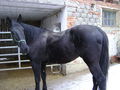 my horse 51648017