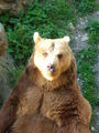 Tierpark Haag 37032932