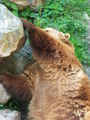 Tierpark Haag 37033026