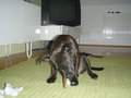 Charly II 25611467