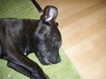 Charly II 25613299