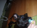 Charly II 25613328