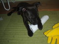Charly II 25613360