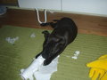 Charly II 25613804