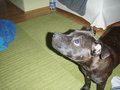 Charly II 25613876