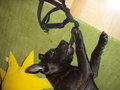 Charly II 25614569