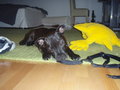 Charly II 25614952