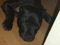 Charly II 25615771