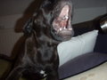 Charly II 25616567