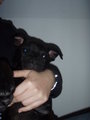Charly II 25616667