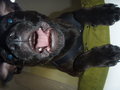 Charly II 26472408