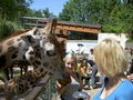 Zoo Schmiding 39994930