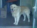 Mei Hund usw...  =) 17881648