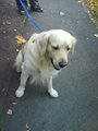 Mei Hund usw...  =) 17881665