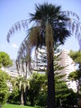 Monaco_2006 15724360