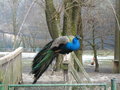 Wildpark Altenfelden 15010148