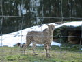 Wildpark Altenfelden 15010392