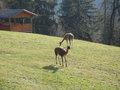 Wildpark Altenfelden 15010814