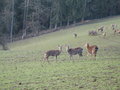 Wildpark Altenfelden 15011794