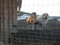 Wildpark Altenfelden 15011943