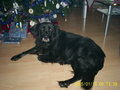 Verstorbener Hund Cindy 12947637