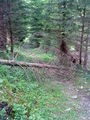 Wandern mit best Friends 7.6.2009 61574291