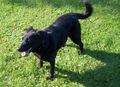 Verstorbener Hund Cindy 8543678