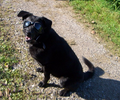 Verstorbener Hund Cindy 8543679