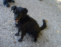 Verstorbener Hund Cindy 8543686