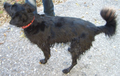 Verstorbener Hund Cindy 8543703