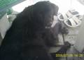 Verstorbener Hund Cindy 8543815