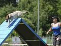 Agility Tuniere 40674048