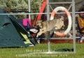 Agility Tuniere 45468836