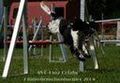 Agility Tuniere 45468837